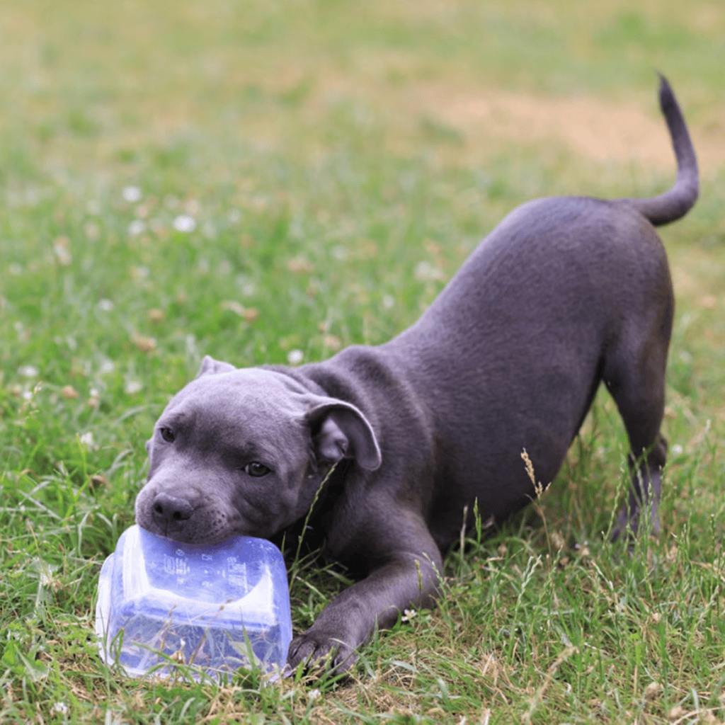 dog destructive behavior