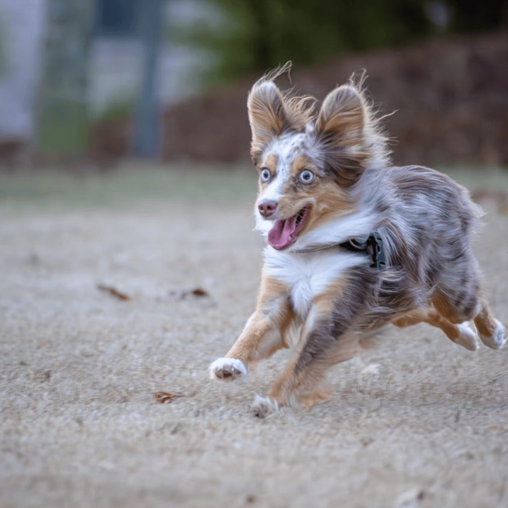 dog excited