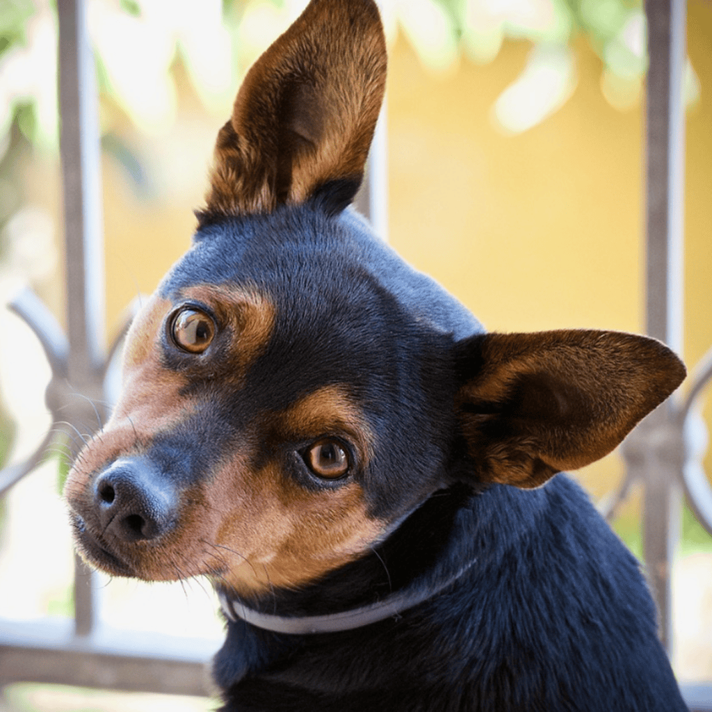 dog not listening