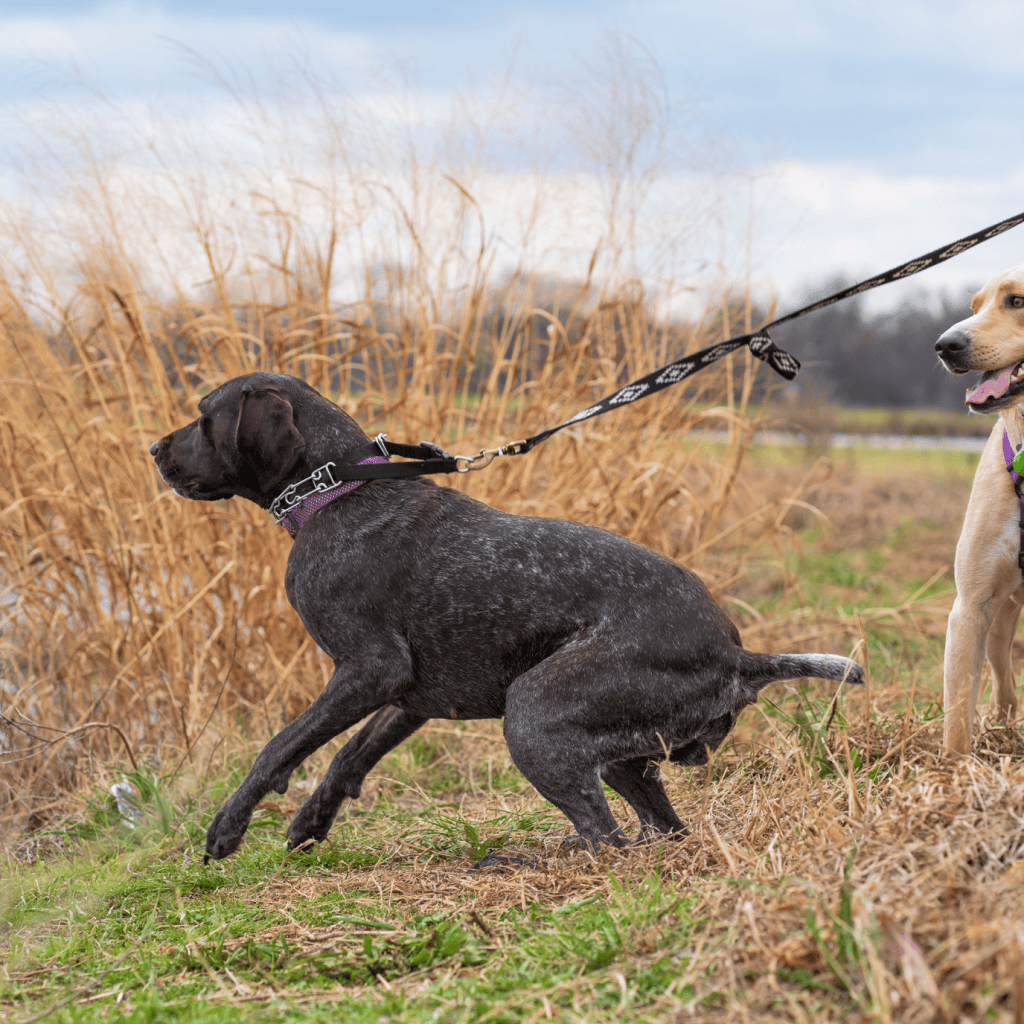dog pulling